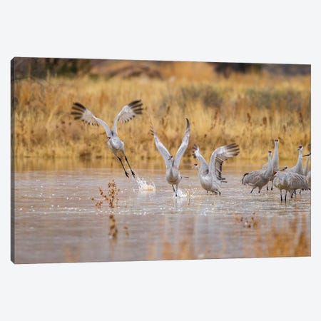 New Mexico, Bosque del Apache National Wildlife Refuge. Sandhill cranes take flight from water. Canvas Print #JYG587} by Jaynes Gallery Canvas Print