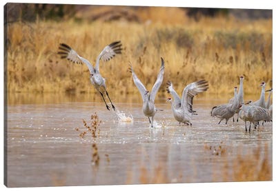 New Mexico, Bosque del Apache National Wildlife Refuge. Sandhill cranes take flight from water. Canvas Art Print - New Mexico Art