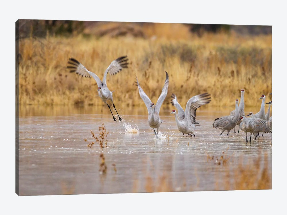 New Mexico, Bosque del Apache National Wildlife Refuge. Sandhill cranes take flight from water. by Jaynes Gallery 1-piece Art Print