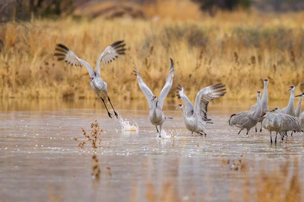New Mexico: New Mexico, Bosque del Apache National Wildlife Refuge. Sandhill cranes take flight from water. by Jaynes Gallery