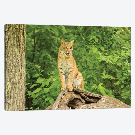 Pine County. Captive bobcat.  Canvas Print #JYG588} by Jaynes Gallery Canvas Wall Art