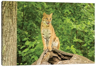 Pine County. Captive bobcat.  Canvas Art Print - Minnesota Art