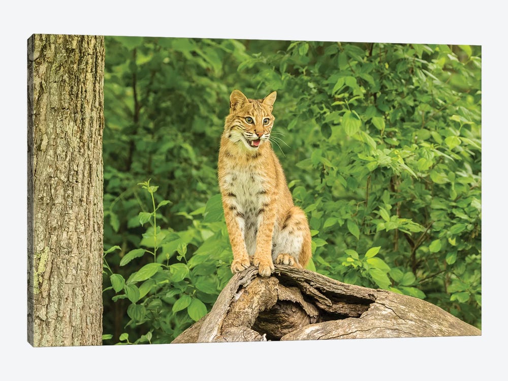 Pine County. Captive bobcat.  by Jaynes Gallery 1-piece Canvas Wall Art