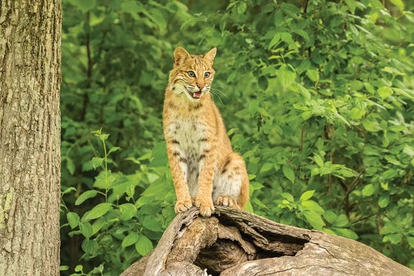Pine County. Captive bobcat.