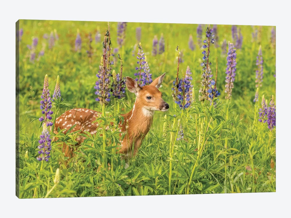Pine County. Captive fawn.  by Jaynes Gallery 1-piece Art Print