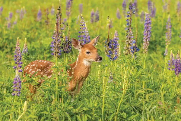 Minnesota: Pine County. Captive fawn.  by Jaynes Gallery