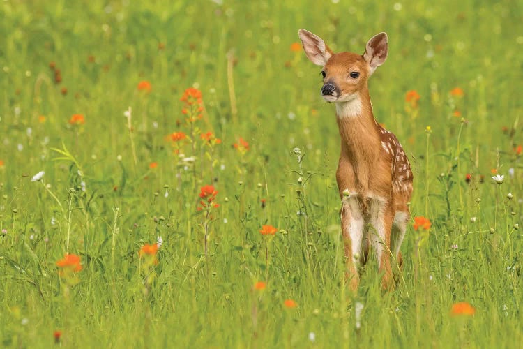 Pine County. Captive fawn. 