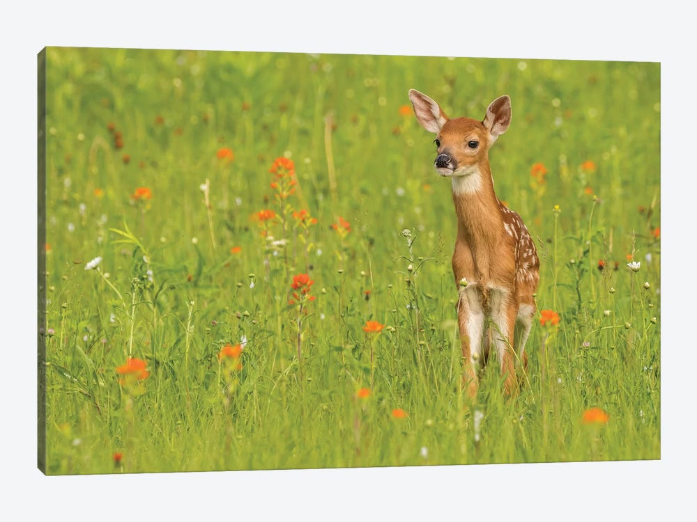 Pine County. Captive fawn.  by Jaynes Gallery 1-piece Canvas Art Print