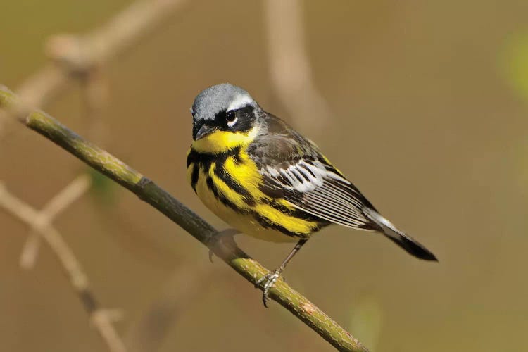 Point Pelee National Park. Magnolia warbler close-up.