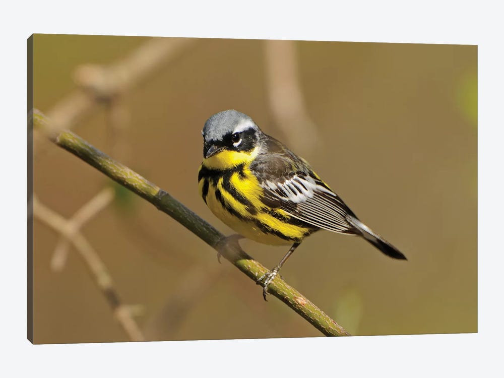 Point Pelee National Park. Magnolia warbler close-up. by Jaynes Gallery 1-piece Canvas Artwork