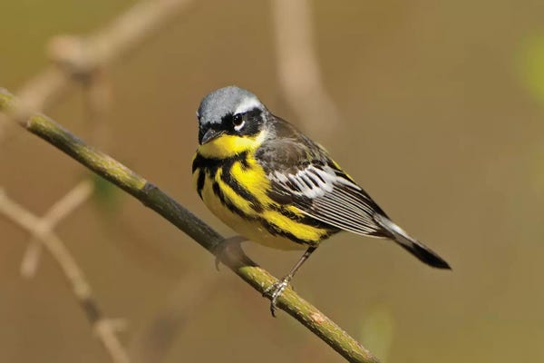 Ontario: Point Pelee National Park. Magnolia warbler close-up. by Jaynes Gallery