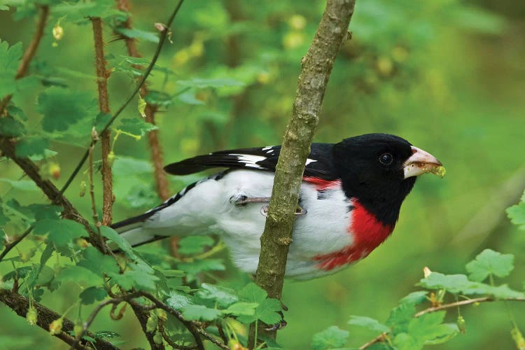 Point Pelee National Park. Rose-breasted grosbeak close-up.