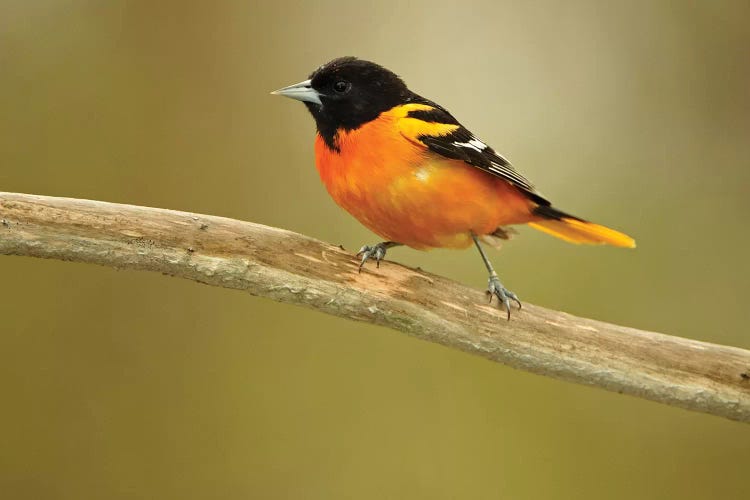 Rondeau Provincial Park. Baltimore oriole on branch.