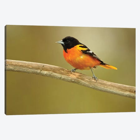 Rondeau Provincial Park. Baltimore oriole on branch. Canvas Print #JYG593} by Jaynes Gallery Canvas Print