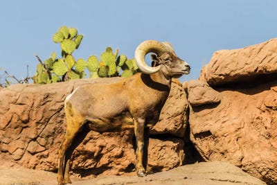 USA, Arizona, Arizona-Sonora Desert Museum. Desert bighorn ram.  by Jaynes Gallery framed canvas print