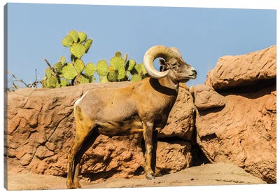 USA, Arizona, Arizona-Sonora Desert Museum. Desert bighorn ram.  Canvas Art Print - Rams