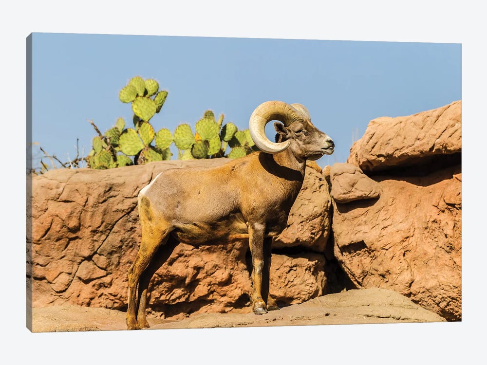 USA, Arizona, Arizona-Sonora Desert Museum. Desert bighorn ram.  by Jaynes Gallery 1-piece Canvas Art