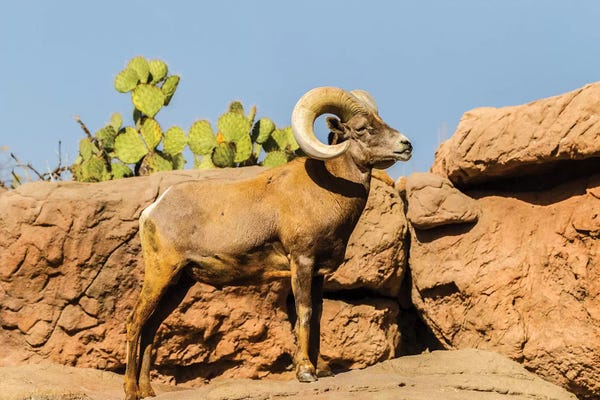 Goats: USA, Arizona, Arizona-Sonora Desert Museum. Desert bighorn ram.  by Jaynes Gallery