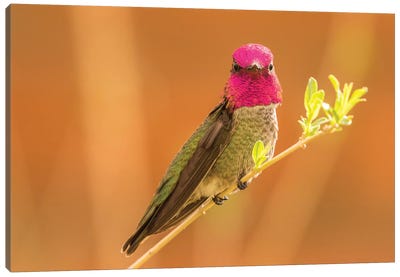 USA, Arizona, Arizona-Sonora Desert Museum. Male Anna's hummingbird displaying.  Canvas Art Print - Hummingbird Art