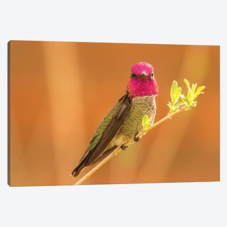 USA, Arizona, Arizona-Sonora Desert Museum. Male Anna's hummingbird displaying.  Canvas Print #JYG598} by Jaynes Gallery Canvas Print