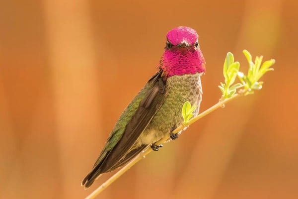 USA, Arizona, Arizona-Sonora Desert Museum. Male Anna's hummingbird displaying.