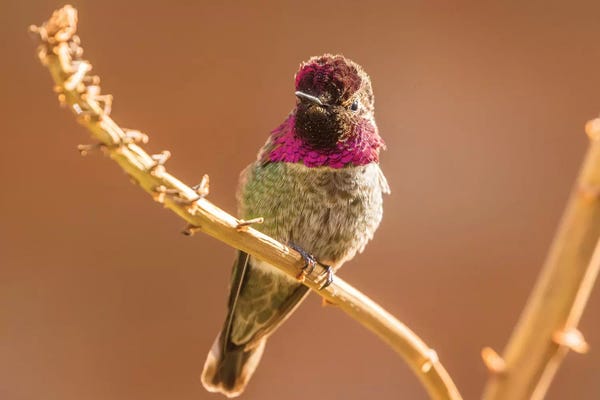 USA, Arizona, Arizona-Sonora Desert Museum. Male Anna's hummingbird displaying.