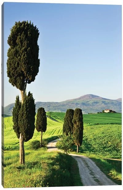Italy, Tuscany. Landscape with villa Canvas Art Print - Cypress Tree Art
