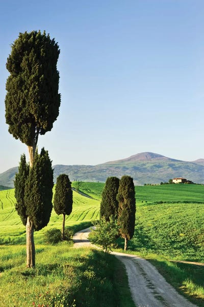 Cypress Trees: Italy, Tuscany. Landscape with villa by Jaynes Gallery