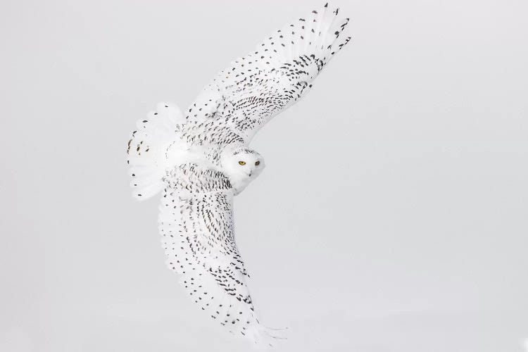 Canada, Ontario. Female snowy owl in flight II