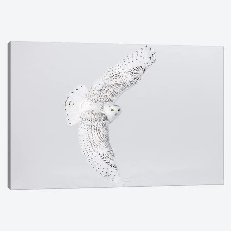 Canada, Ontario. Female snowy owl in flight II Canvas Print #JYG5} by Jaynes Gallery Canvas Wall Art