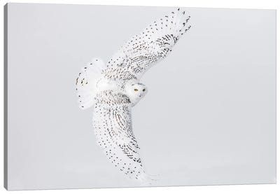 Canada, Ontario. Female snowy owl in flight II Canvas Art Print - Ontario Art