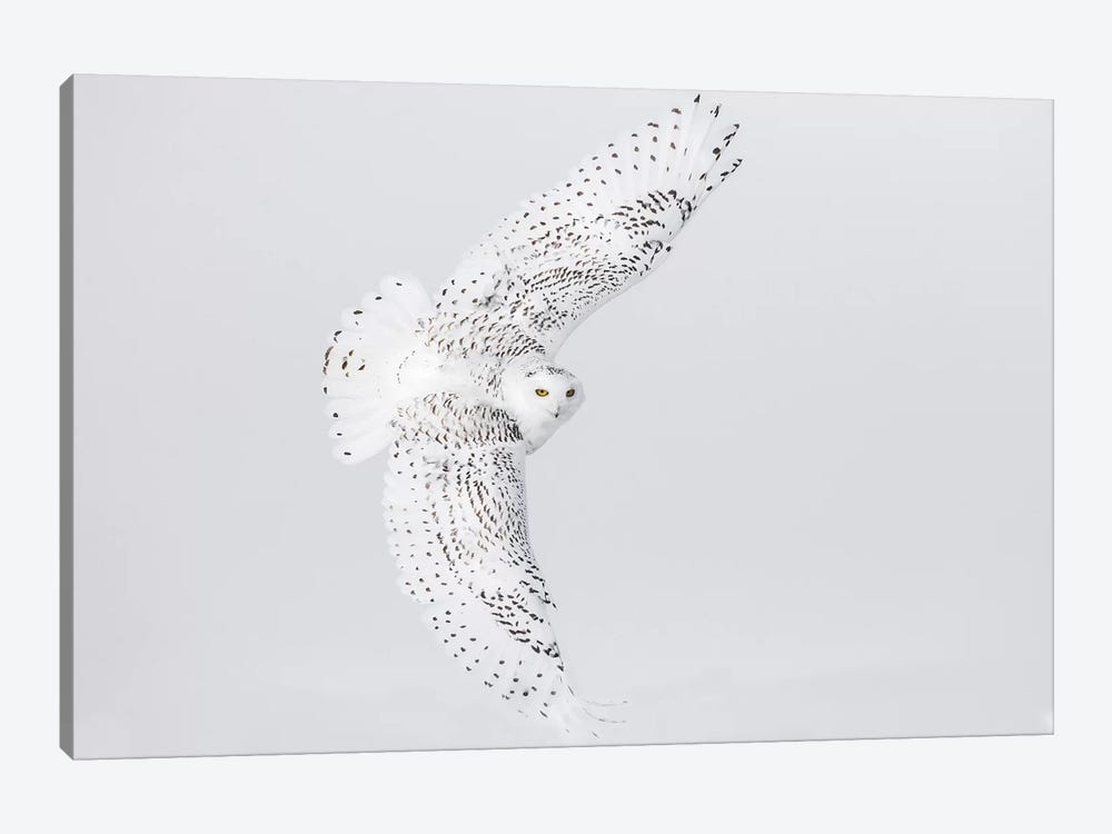 Canada, Ontario. Female snowy owl in flight II by Jaynes Gallery 1-piece Canvas Print