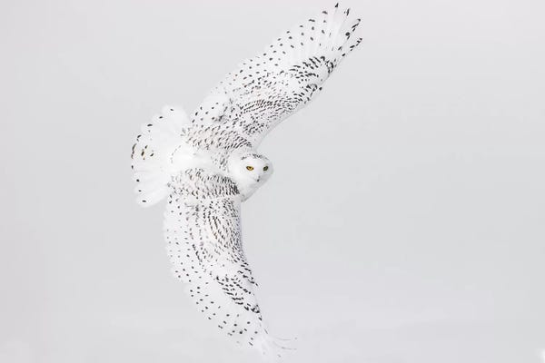 Ontario: Canada, Ontario. Female snowy owl in flight II by Jaynes Gallery