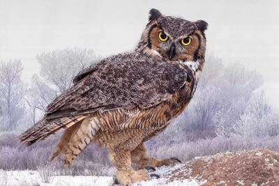 Great Horned Owl Close-Up, Ontario, Canada by Jaynes Gallery framed wall art