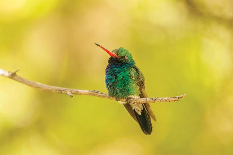 USA, Arizona, Arizona-Sonora Desert Museum. Male broad-billed hummingbird on limb. 