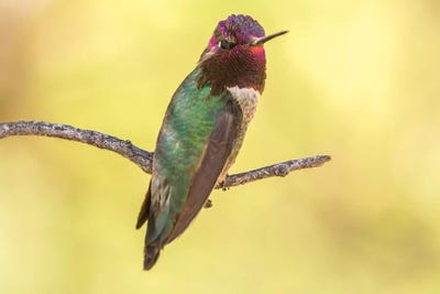 USA, Arizona, Boyce Thompson Arboretum State Park. Male Anna's hummingbird displaying on limb.  by Jaynes Gallery canvas print