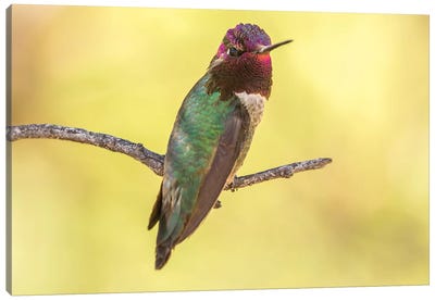 USA, Arizona, Boyce Thompson Arboretum State Park. Male Anna's hummingbird displaying on limb.  Canvas Art Print - Hummingbird Art