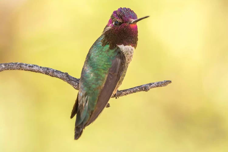 USA, Arizona, Boyce Thompson Arboretum State Park. Male Anna's hummingbird displaying on limb. 