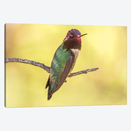 USA, Arizona, Boyce Thompson Arboretum State Park. Male Anna's hummingbird displaying on limb.  Canvas Print #JYG601} by Jaynes Gallery Art Print
