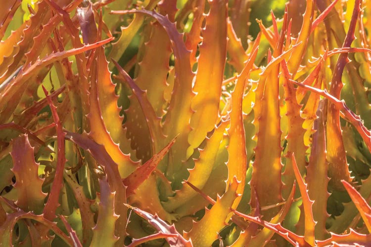 USA, Arizona, Desert Botanic Garden. Backlit agave cactus. 