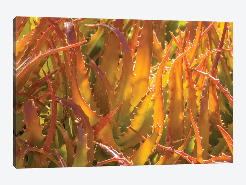 USA, Arizona, Desert Botanic Garden. Backlit agave cactus.  by Jaynes Gallery 1-piece Canvas Art