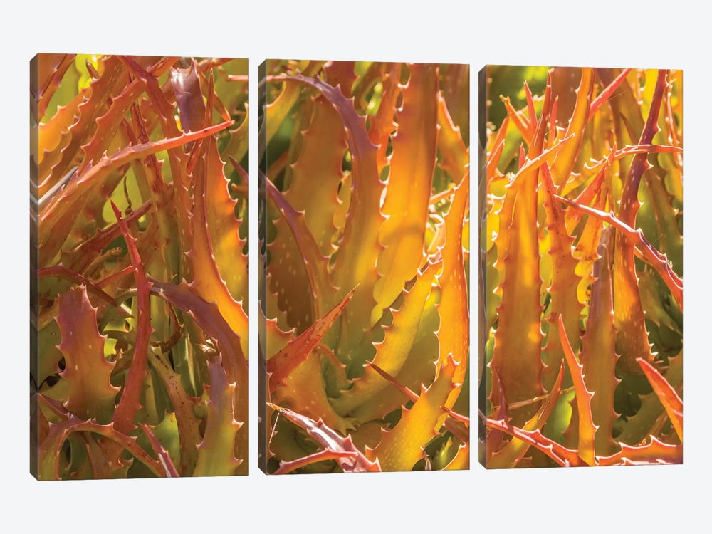 USA, Arizona, Desert Botanic Garden. Backlit agave cactus.  by Jaynes Gallery 3-piece Canvas Art