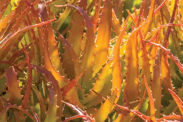 USA, Arizona, Desert Botanic Garden. Backlit agave cactus.