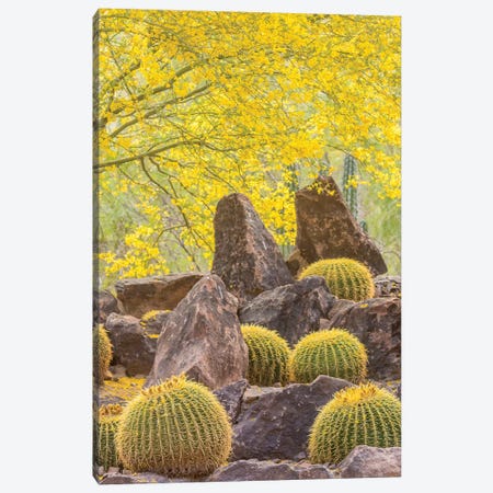 USA, Arizona, Desert Botanic Garden. Cactus garden and rocks.  Canvas Print #JYG603} by Jaynes Gallery Canvas Print
