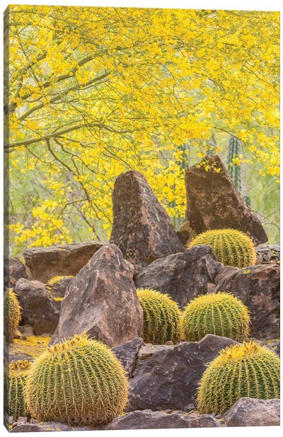 USA, Arizona, Desert Botanic Garden. Cactus garden and rocks.  Canvas Art Print - Desert Landscape Photography