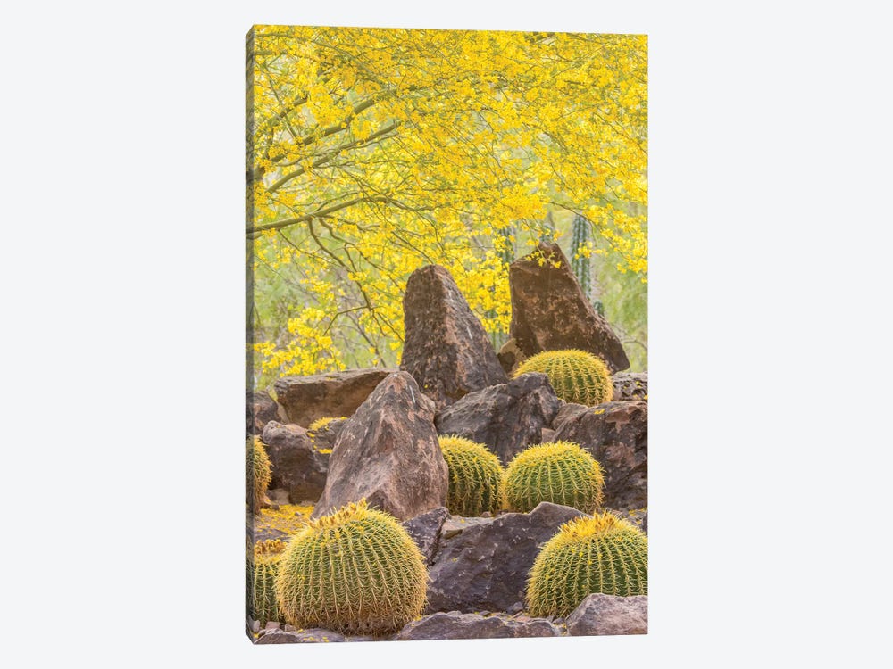USA, Arizona, Desert Botanic Garden. Cactus garden and rocks.  by Jaynes Gallery 1-piece Canvas Print