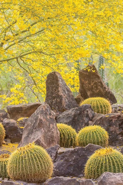 USA, Arizona, Desert Botanic Garden. Cactus garden and rocks.