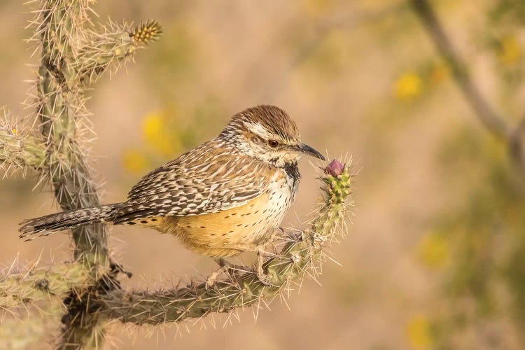 USA, Arizona, Desert Botanic Garden. Cactus wren perched on cactus. 