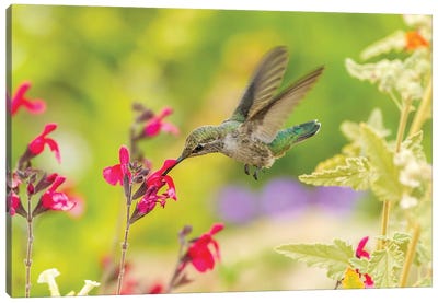 USA, Arizona, Desert Botanic Garden. Feeding hummingbird.  Canvas Art Print