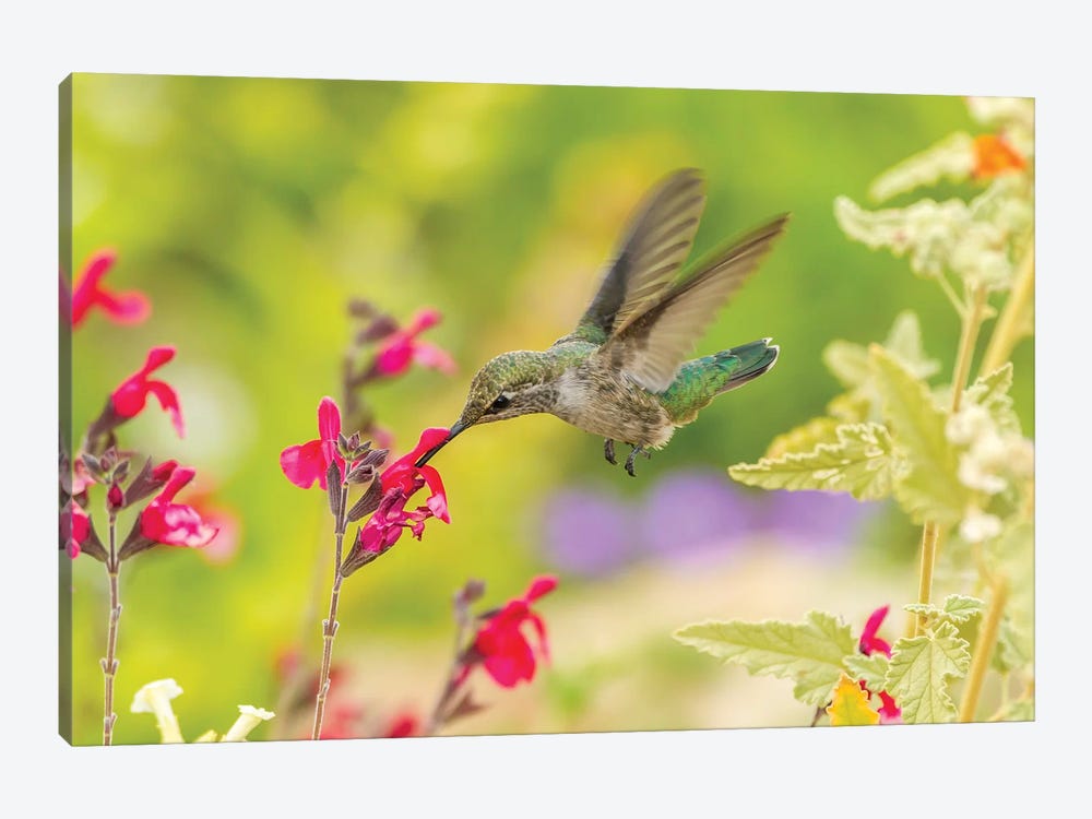 USA, Arizona, Desert Botanic Garden. Feeding hummingbird.  by Jaynes Gallery 1-piece Art Print